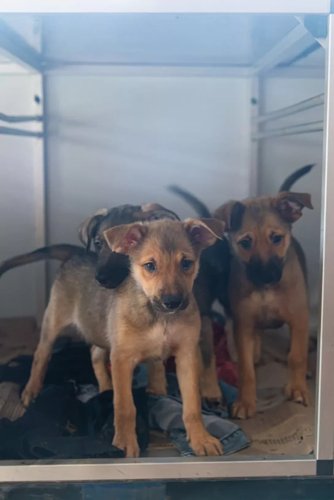 Fibi (Фібі), female puppy Mixed Breed for adoption at Happy Paw Rivne Oblast