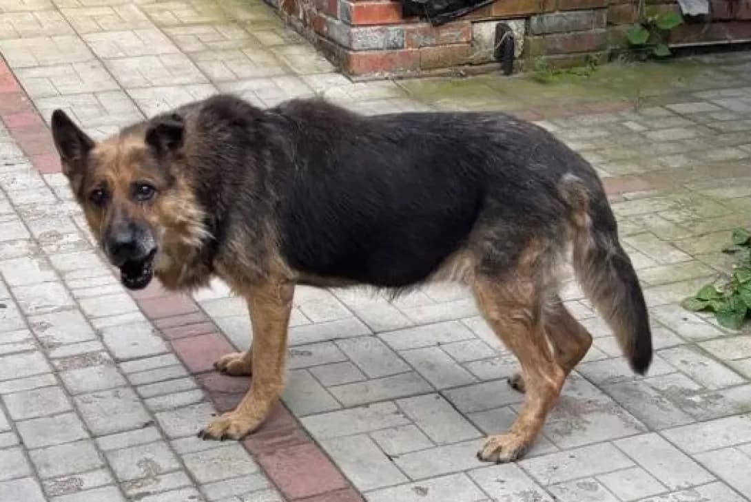 Mona (Мона), female senior Mixed Breed for adoption at Happy Paw Sumy Oblast