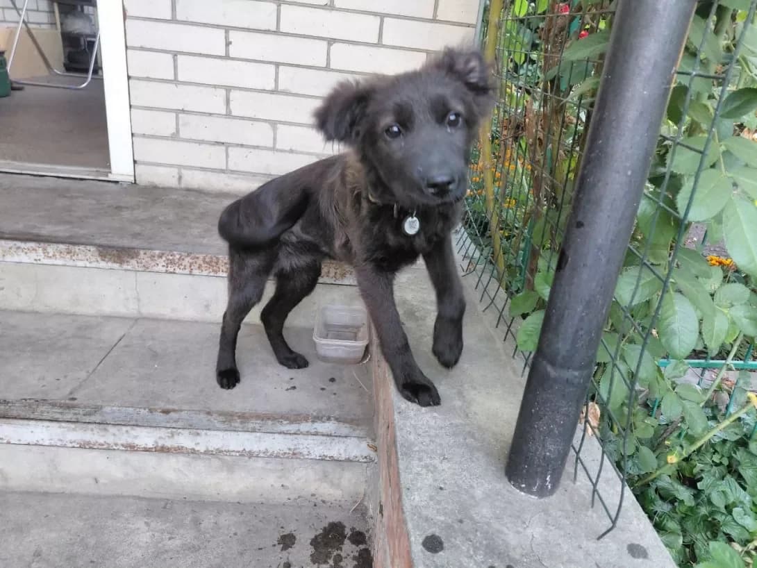 Sofiya (Софія), female puppy Mixed Breed for adoption at Happy Paw Sumy Oblast
