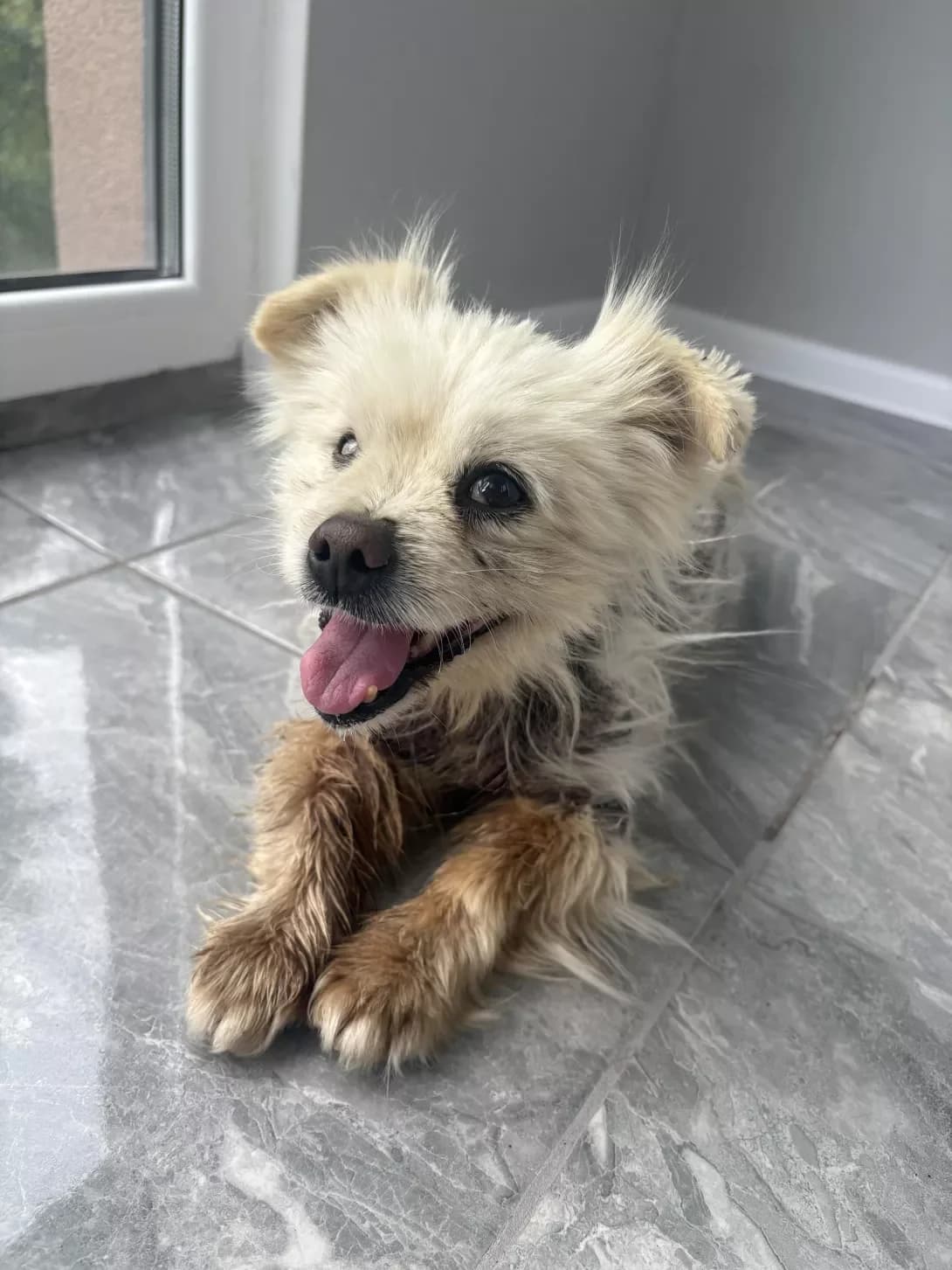 Dzhek (Джек), male 6yo Mixed Breed for adoption at Happy Paw Ternopil Oblast