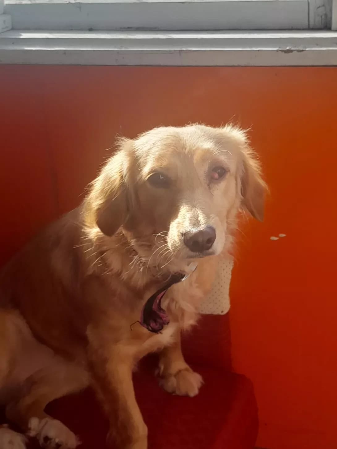 Miki (Мікі), female 3yo Mixed Breed for adoption at Happy Paw Vinnytsia Oblast