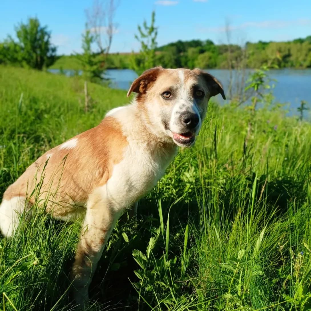 Mumrik (Мумрік), male young Mixed Breed for adoption at Happy Paw Vinnytsia Oblast