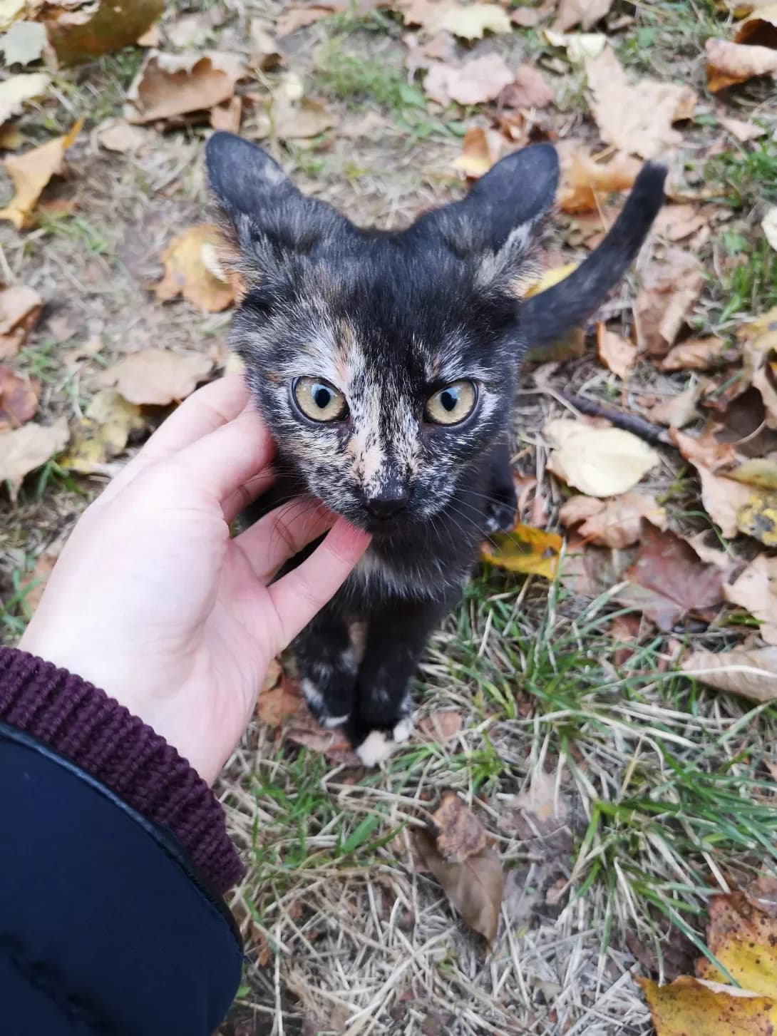 Tosya (Тося), female 7yo Mixed Breed for adoption at Happy Paw Vinnytsia Oblast