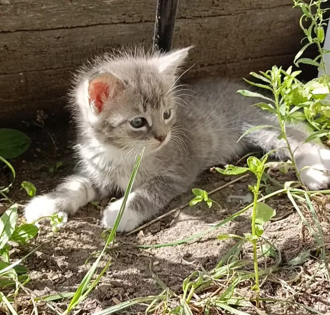 Perlinka (Перлинка), female puppy Mixed Breed for adoption at Happy Paw Volyn Oblast