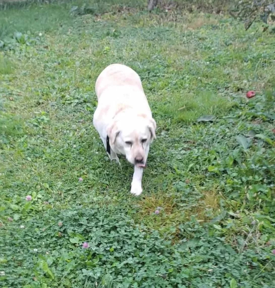Roza (Роза), female 7yo Labrador Retriever for adoption at Happy Paw Zakarpattia Oblast