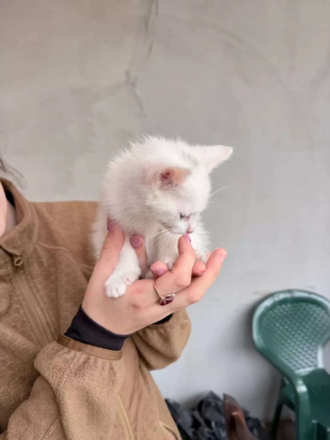 Marka (Марка), female puppy Mixed Breed for adoption at Happy Paw Zakarpattia Oblast
