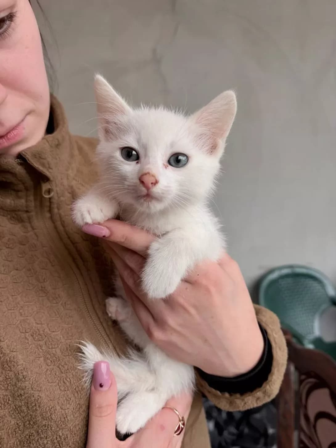 Klin (Клін), female puppy Mixed Breed for adoption at Happy Paw Zakarpattia Oblast