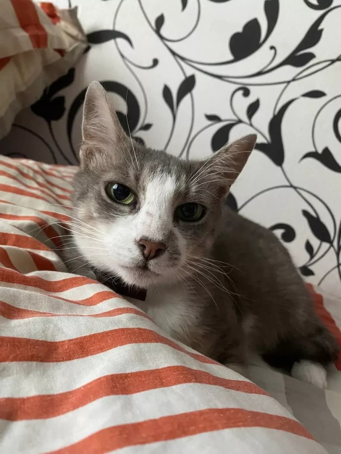 Dzhessi (Джесси), female 6yo Mixed Breed for adoption at Happy Paw Zaporizhzhia