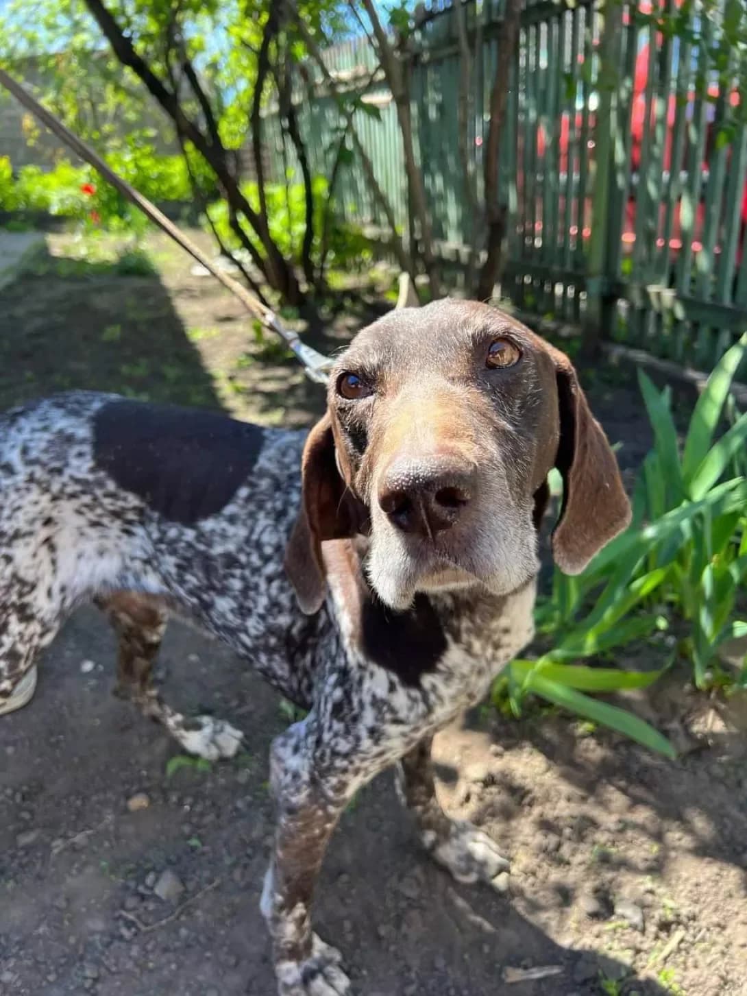Kurt (Курт), male senior Mixed Breed for adoption at Happy Paw Zaporizhzhia