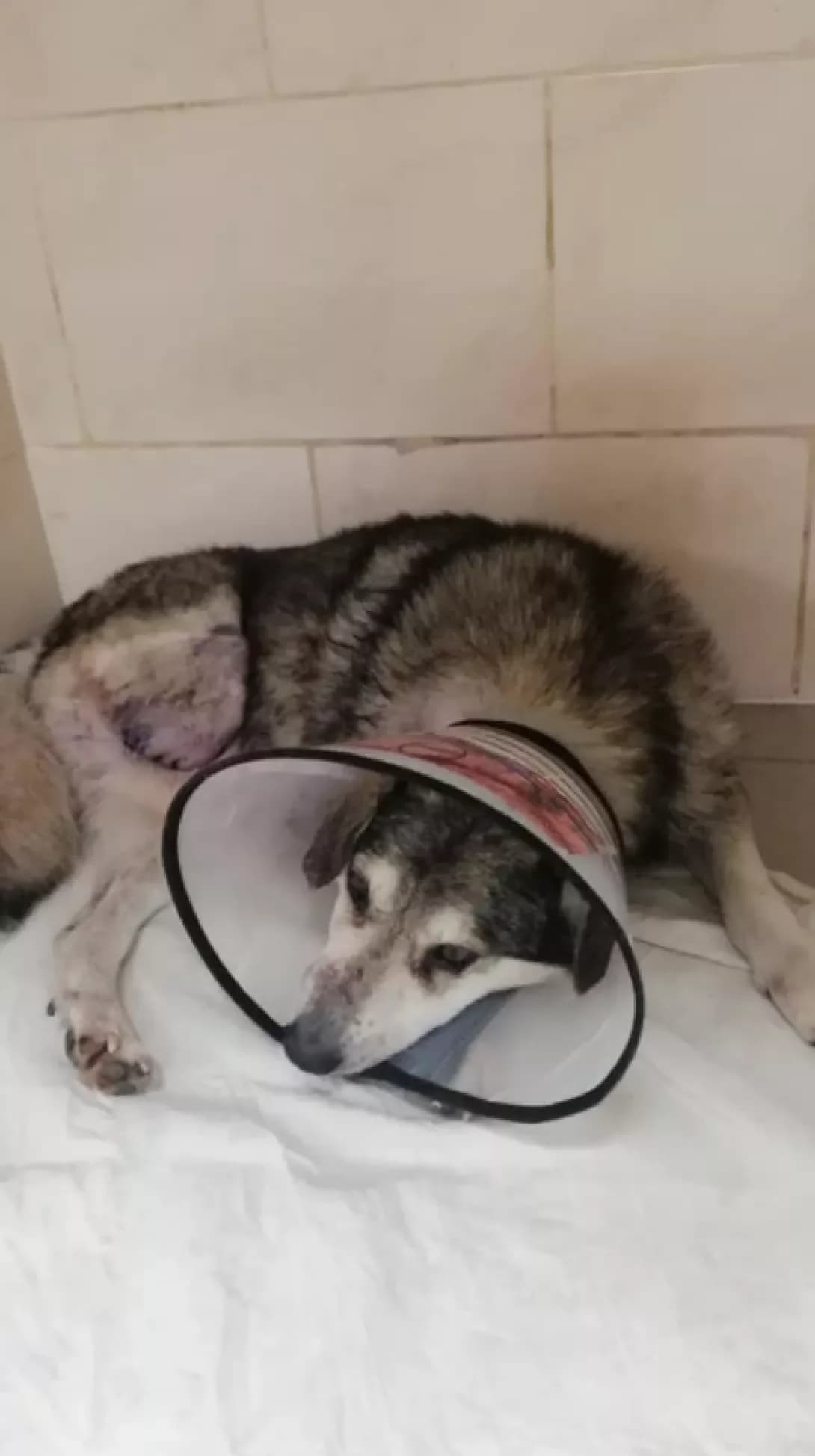 Siriy (Сірий), male senior Mixed Breed for adoption at Happy Paw Zaporizhzhia