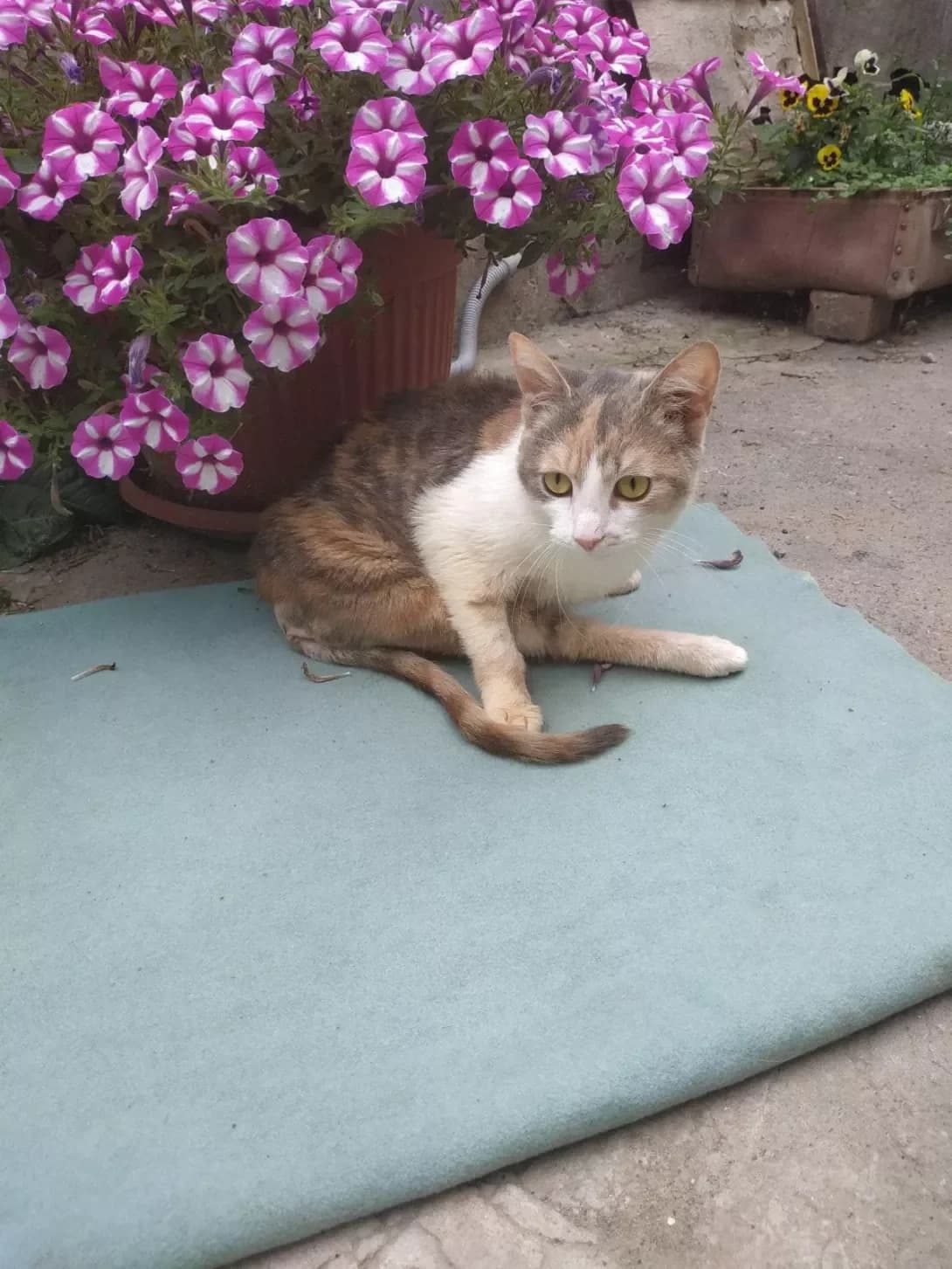 Speysi (Спейси), female 4yo Mixed Breed for adoption at Happy Paw Zaporizhzhia