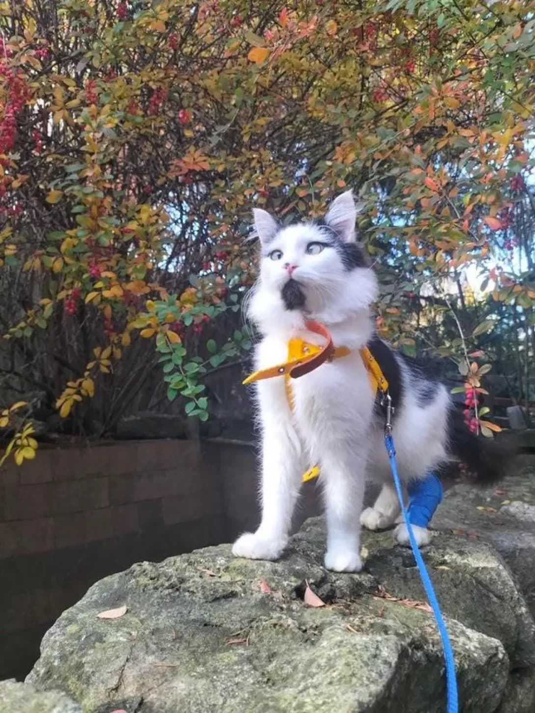 Mittya (Міття), male 5yo Mixed Breed for adoption at Happy Paw Zaporizhzhia
