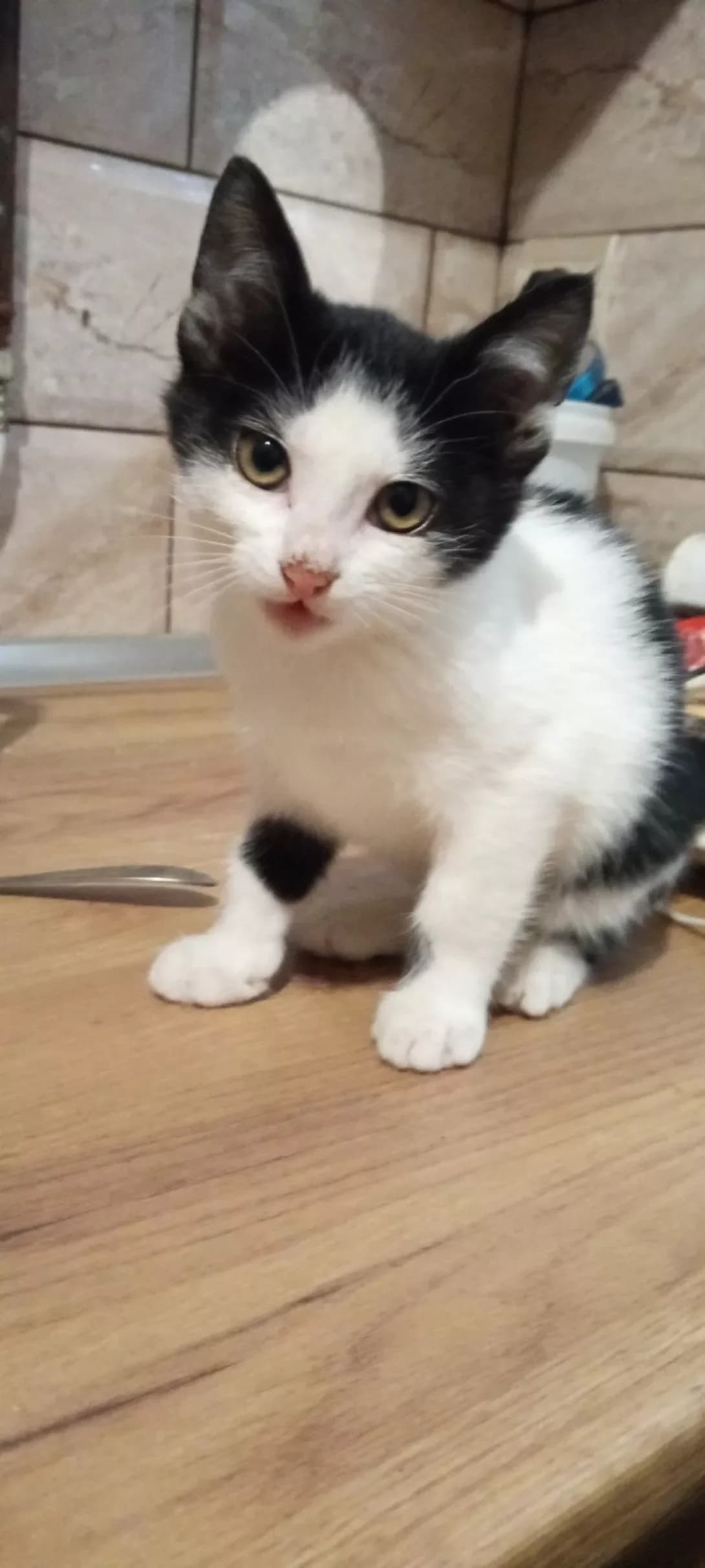 Shalapay (Шалапай), male 4yo Mixed Breed for adoption at Happy Paw Zaporizhzhia