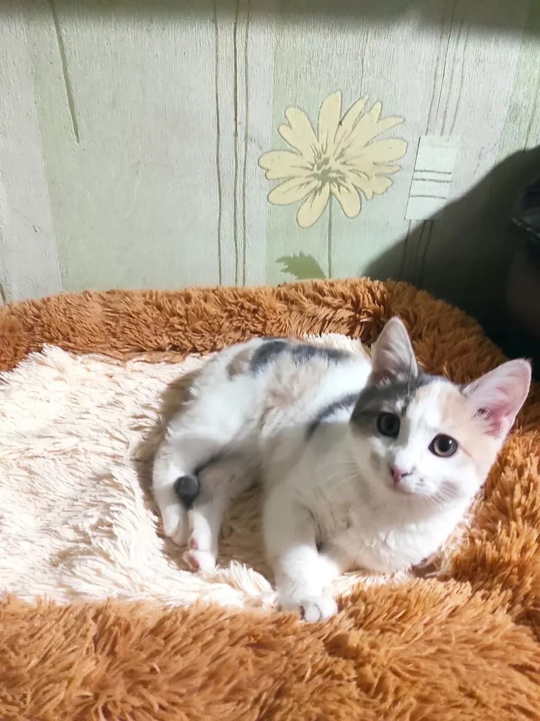 Eva (Ева), female puppy Mixed Breed for adoption at Happy Paw Zaporizhzhia