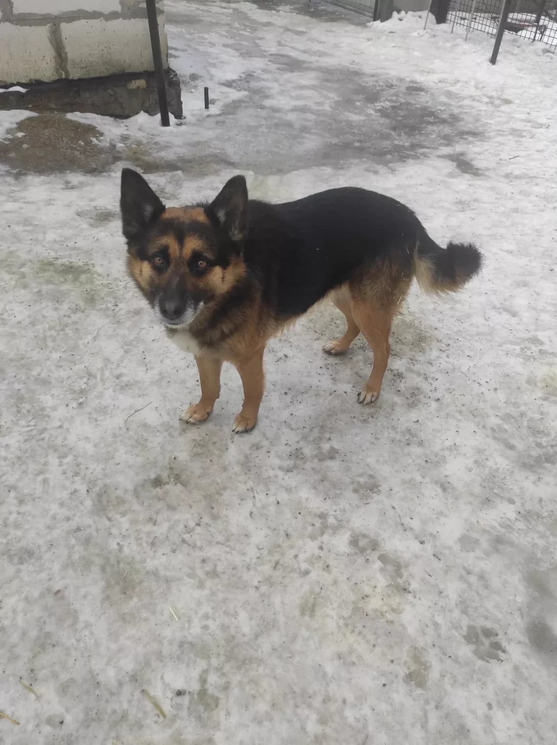 Rey (Рей), male 4yo Mixed Breed for adoption at Happy Paw Zaporizhzhia