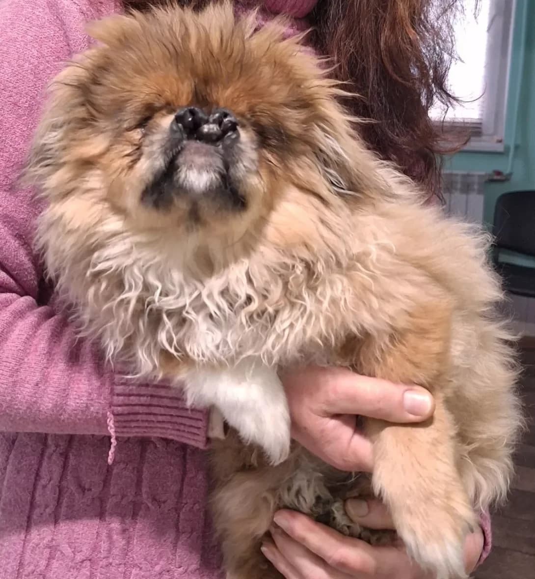 Dzhonik (Джонік), male young Mixed Breed for adoption at Happy Paw Zaporizhzhia