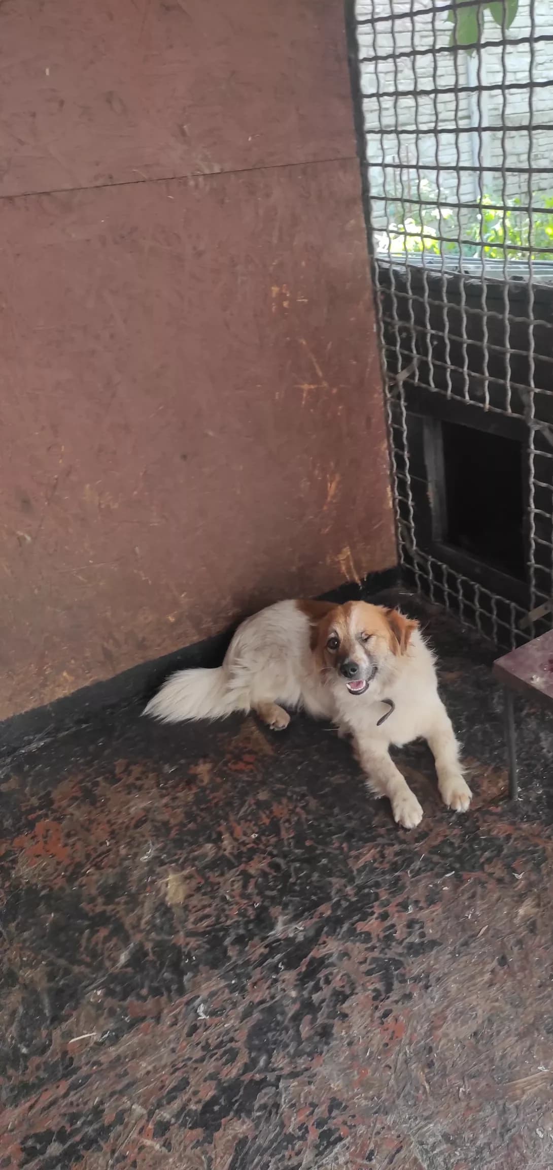 Kamila (Каміла), female young Mixed Breed for adoption at Happy Paw Zaporizhzhia