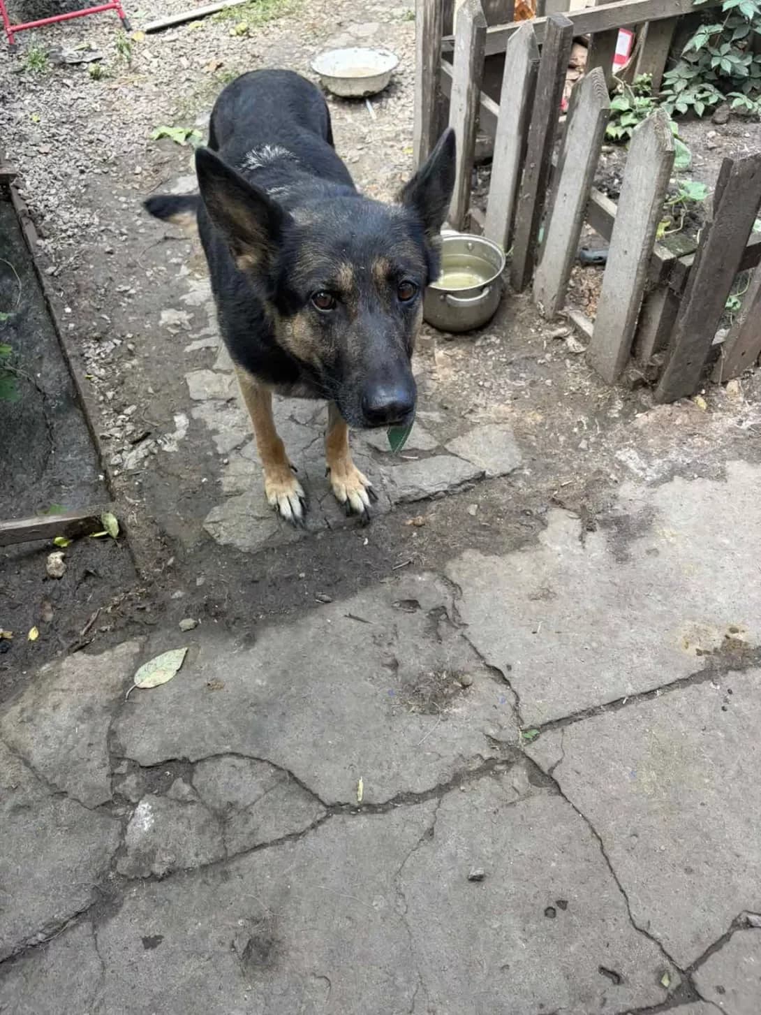 Dana (Дана), female 6yo Mixed Breed for adoption at Happy Paw Zaporizhzhia