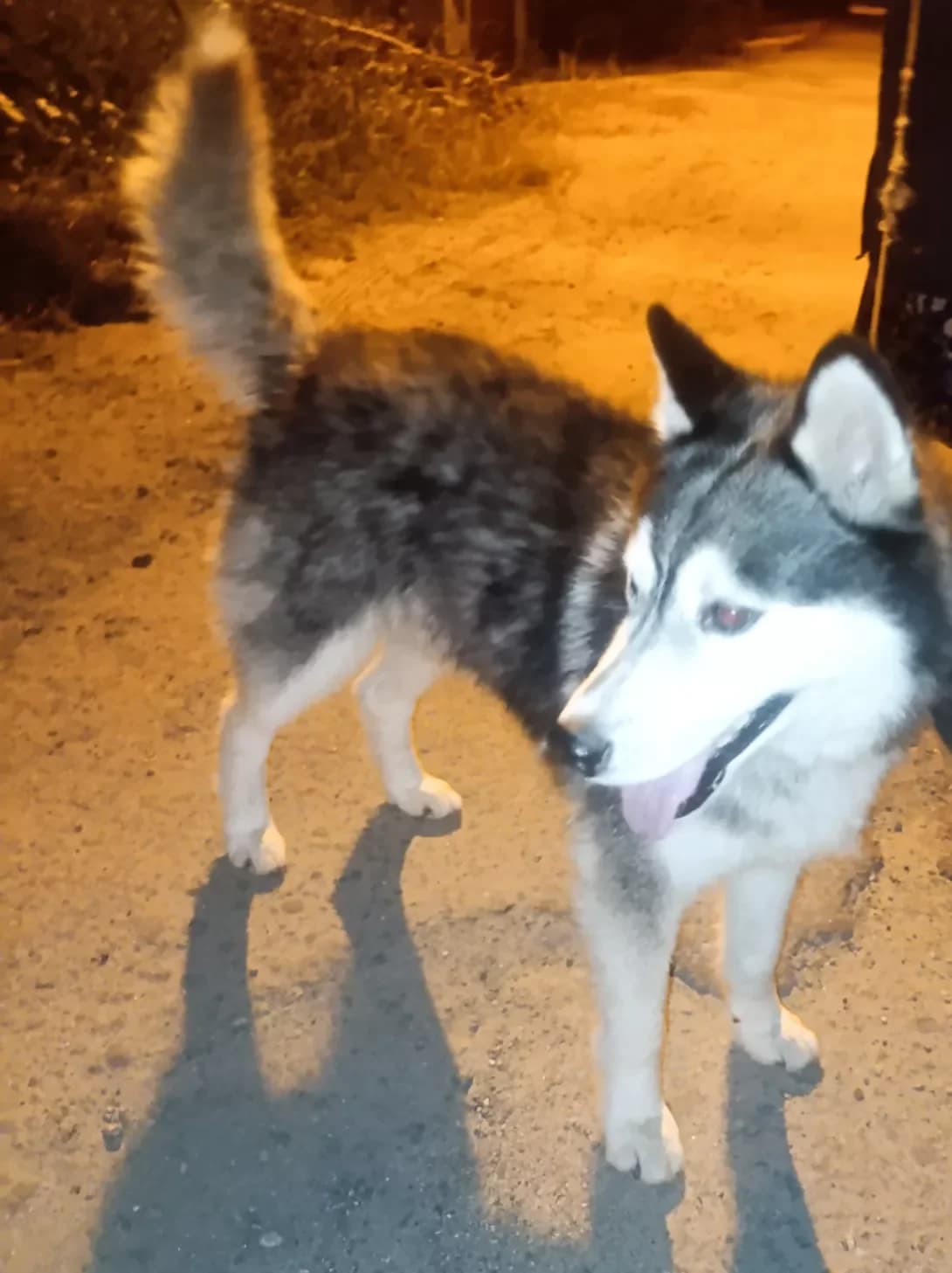 Khaski (Хаскі), male 3yo Mixed Breed for adoption at Happy Paw Zaporizhzhia