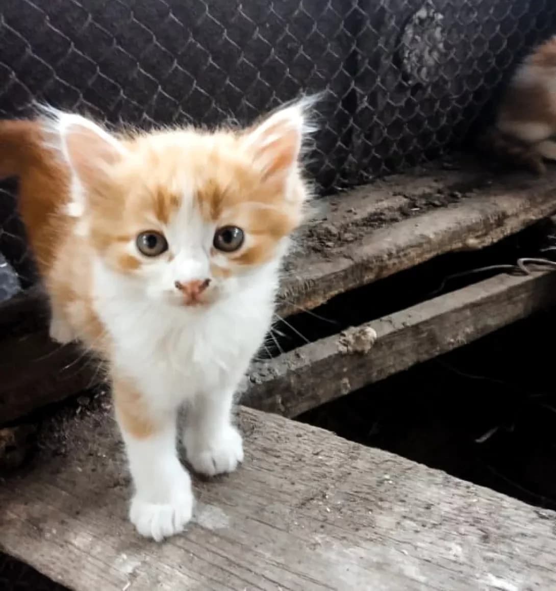 Zhuliki (Жулики), male 6yo Mixed Breed for adoption at Happy Paw Zaporizhzhia