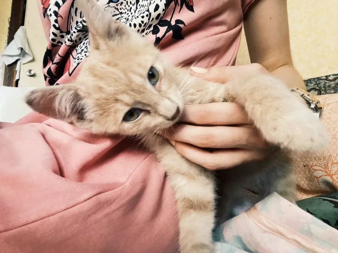 Leo (Лео), male 6yo Mixed Breed for adoption at Happy Paw Zaporizhzhia
