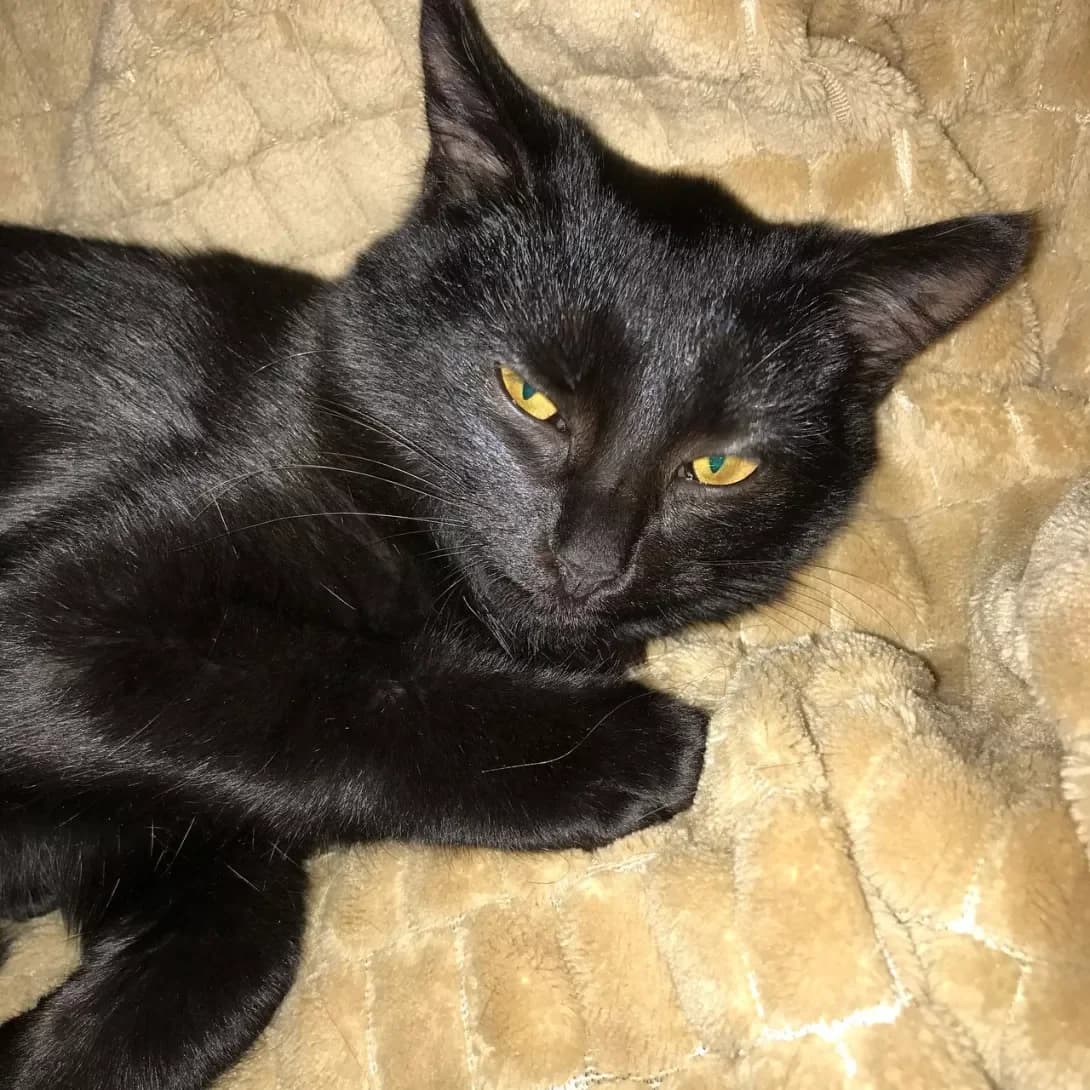 Naomi (Наоми), female 6yo Mixed Breed for adoption at Happy Paw Zaporizhzhia