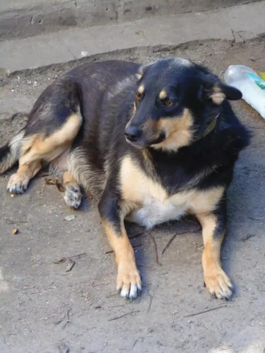 Dora (Дора), female senior Mixed Breed for adoption at Happy Paw Zaporizhzhia