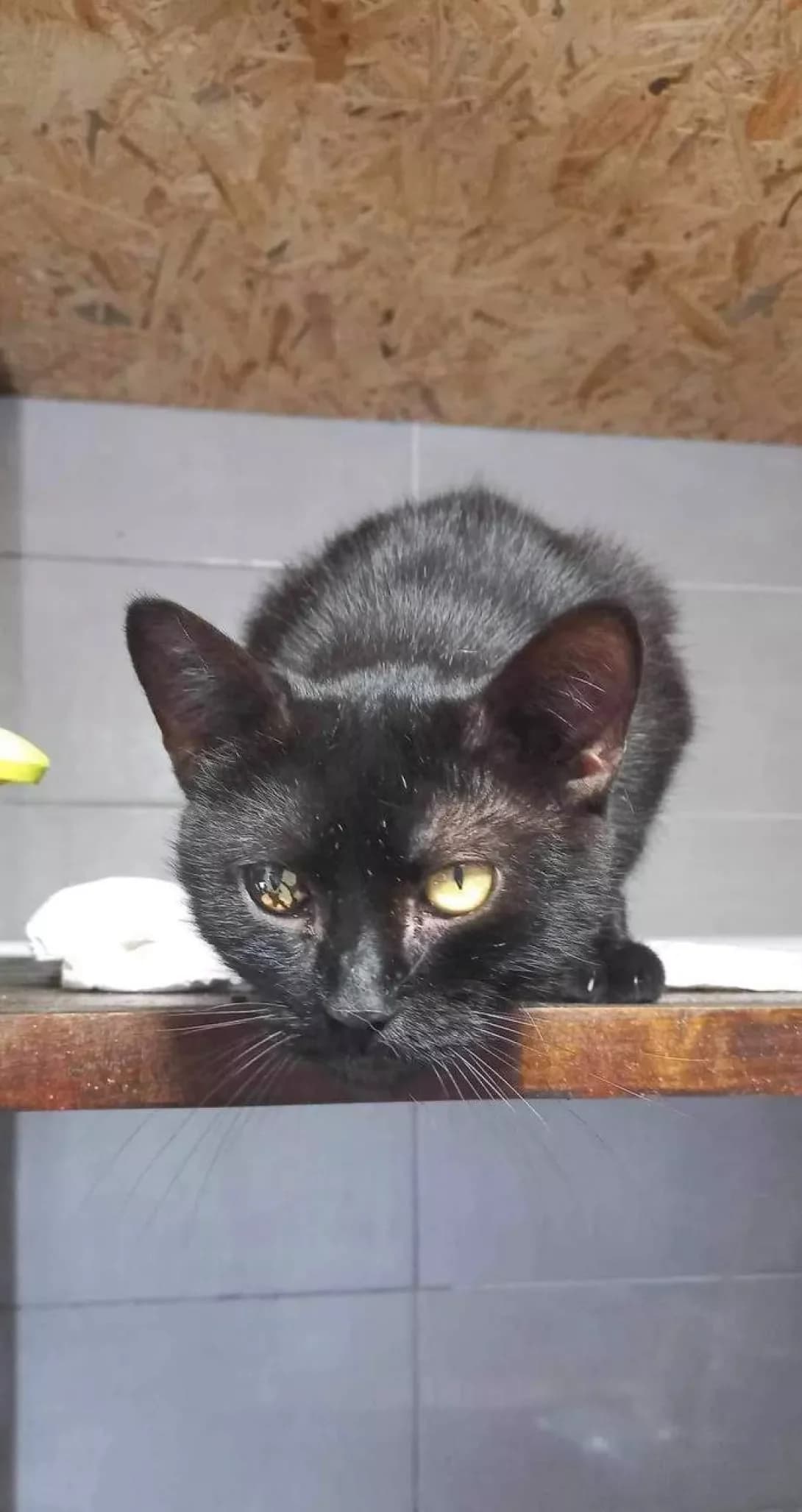 Markiz (Маркіз), male senior Mixed Breed for adoption at Happy Paw Zaporizhzhia