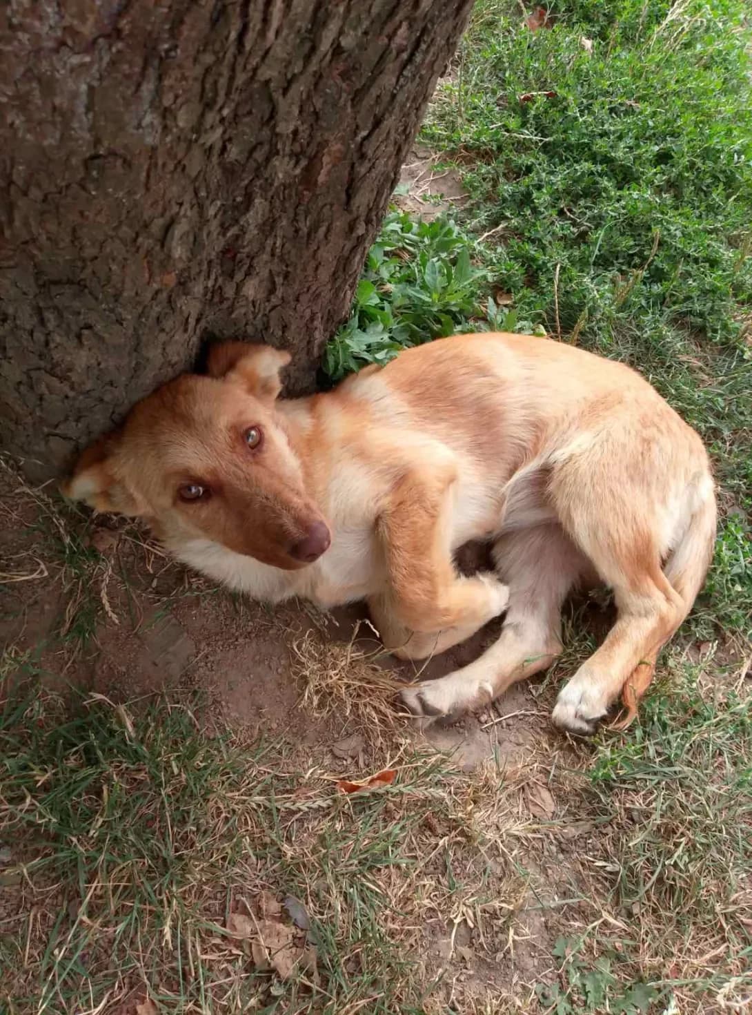 Asya (Ася), female puppy Mixed Breed for adoption at Happy Paw Zhytomyr Oblast