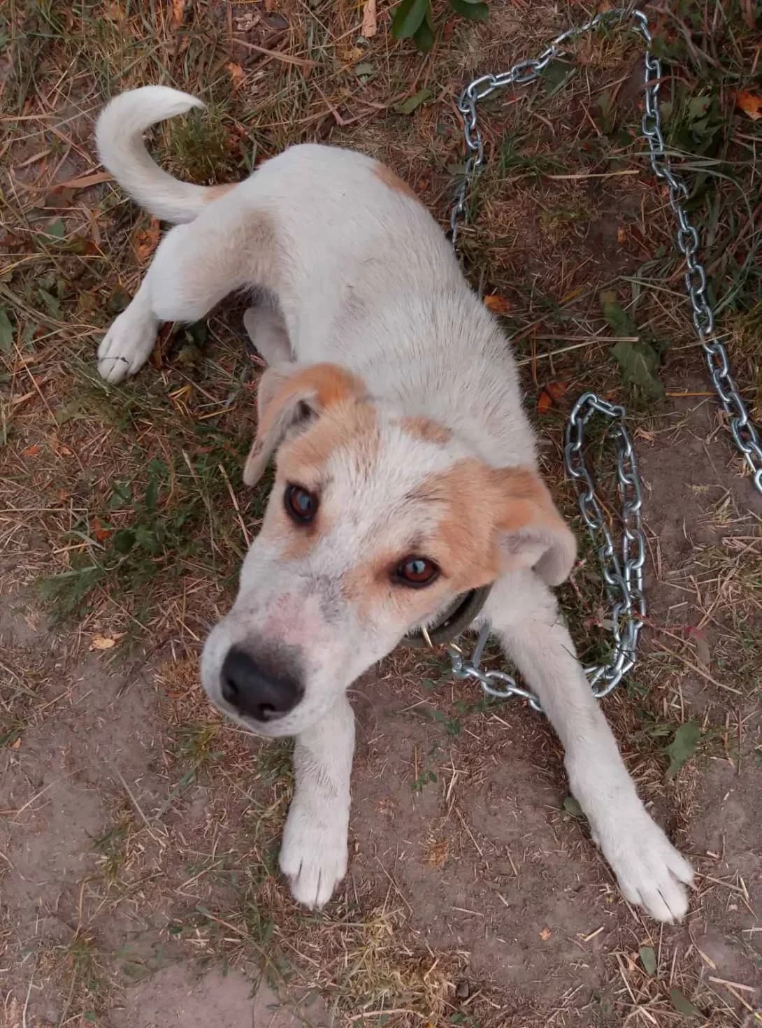 Bim (Бім), male puppy Mixed Breed for adoption at Happy Paw Zhytomyr Oblast