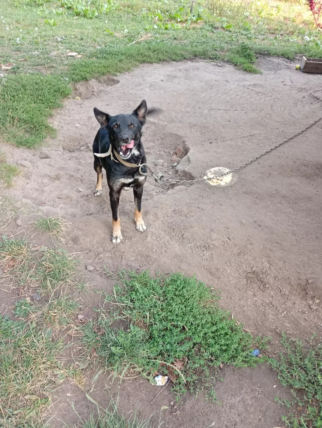Chapa (Чапа), female 3yo Mixed Breed for adoption at Happy Paw Zhytomyr Oblast
