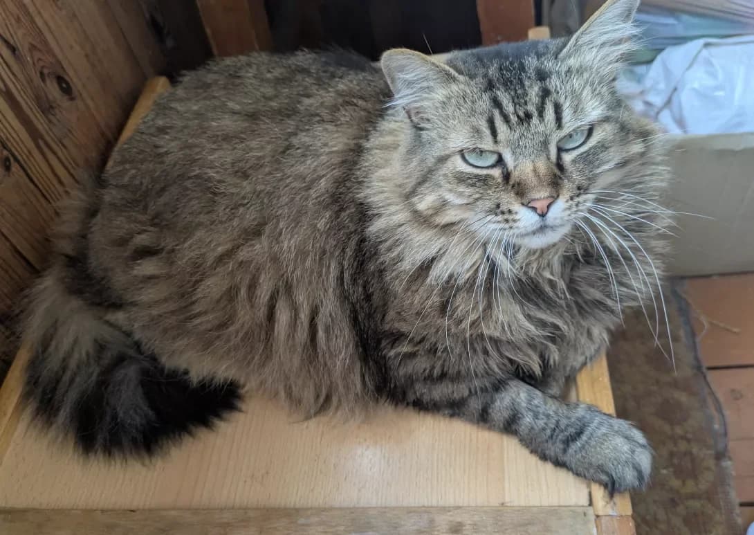 Murka (Мурка), female senior Mixed Breed for adoption at Happy Paw Zhytomyr Oblast