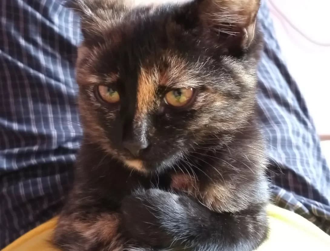 Kistochka (Кисточка), female 6yo Mixed Breed for adoption at Happy Paw Zhytomyr Oblast