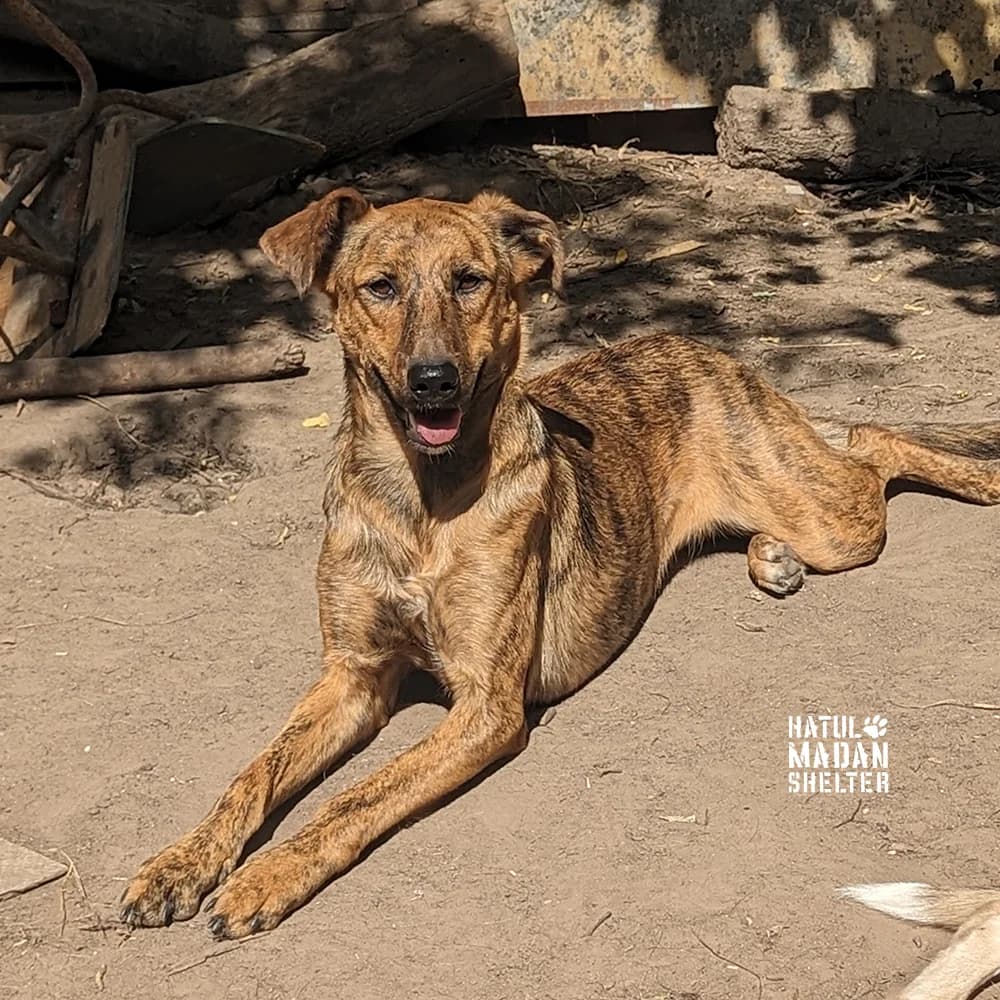 Sobaka Ada, 1 rik (Собака Ада, 1 рік), female 3yo Mixed Breed for adoption at Hatul Madan Animal Shelter