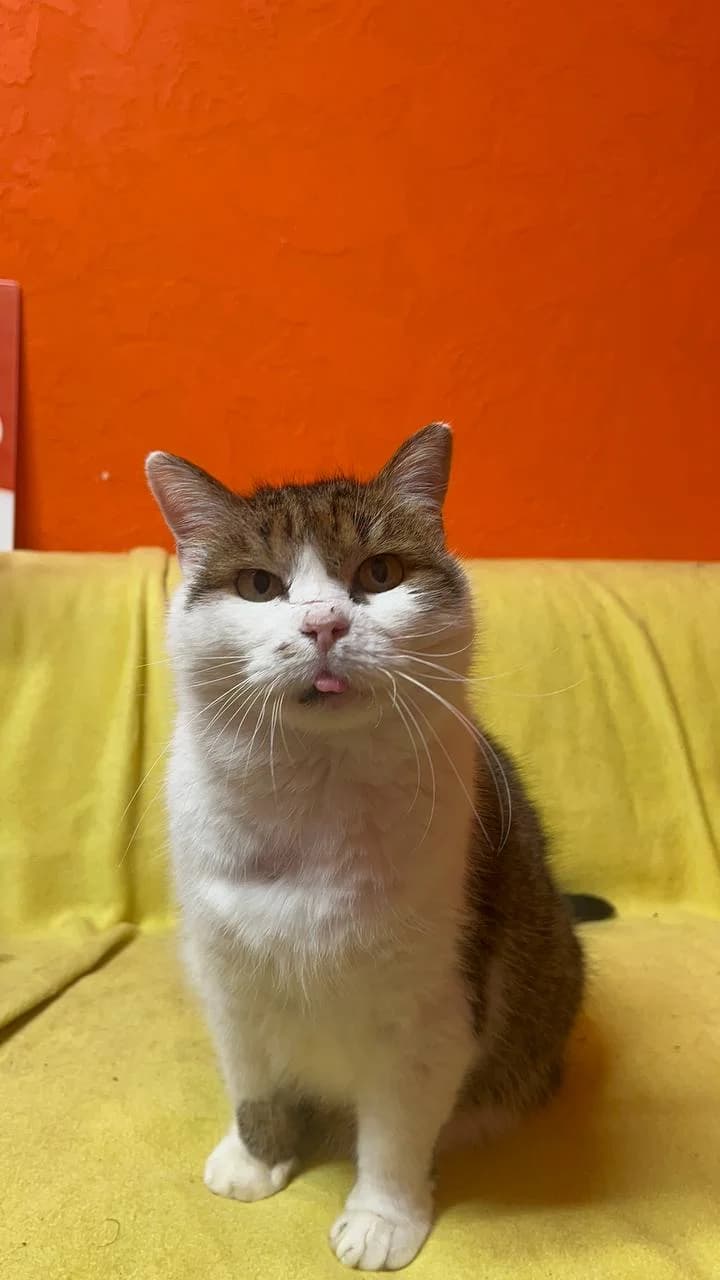 Egey (Егей), male senior Mixed Breed for adoption at Hatul Madan Animal Shelter