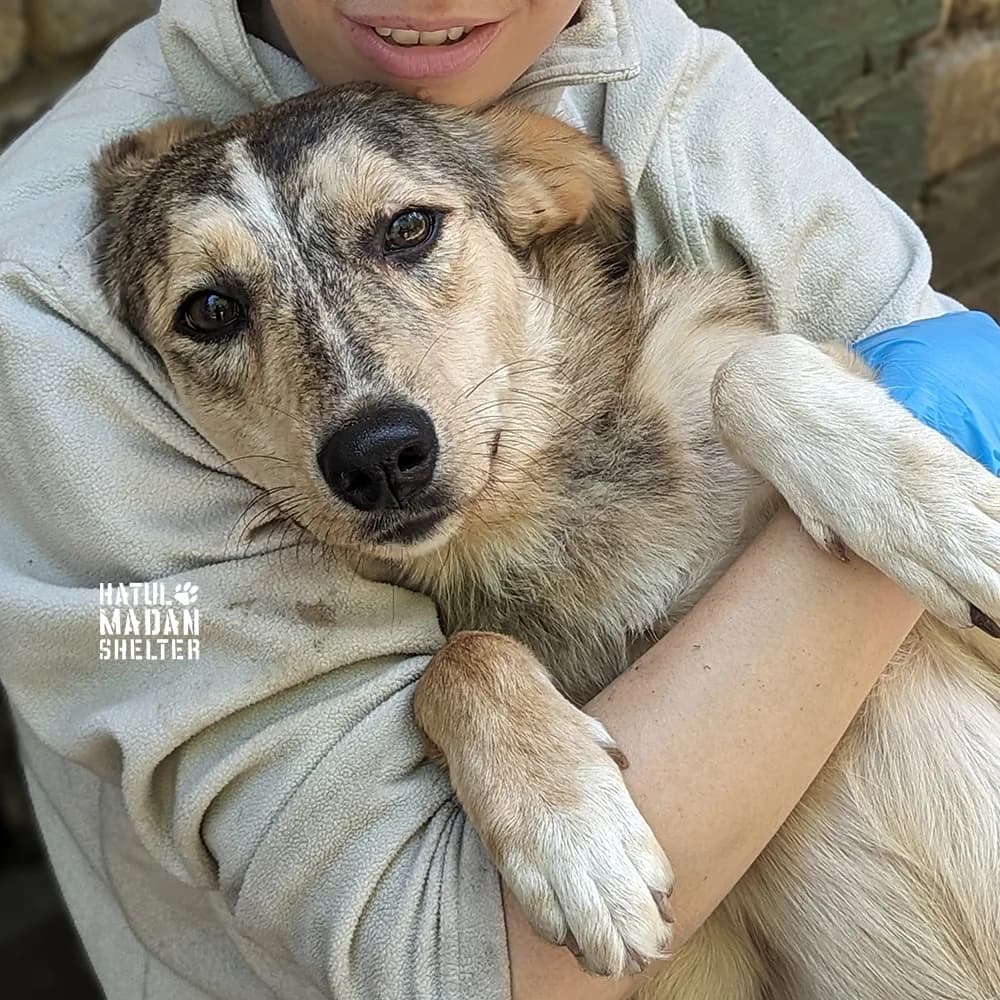 Sobaka Agata, 1.5 roki (Собака Агата, 1.5 роки), Mixed Breed for adoption at Hatul Madan Animal Shelter