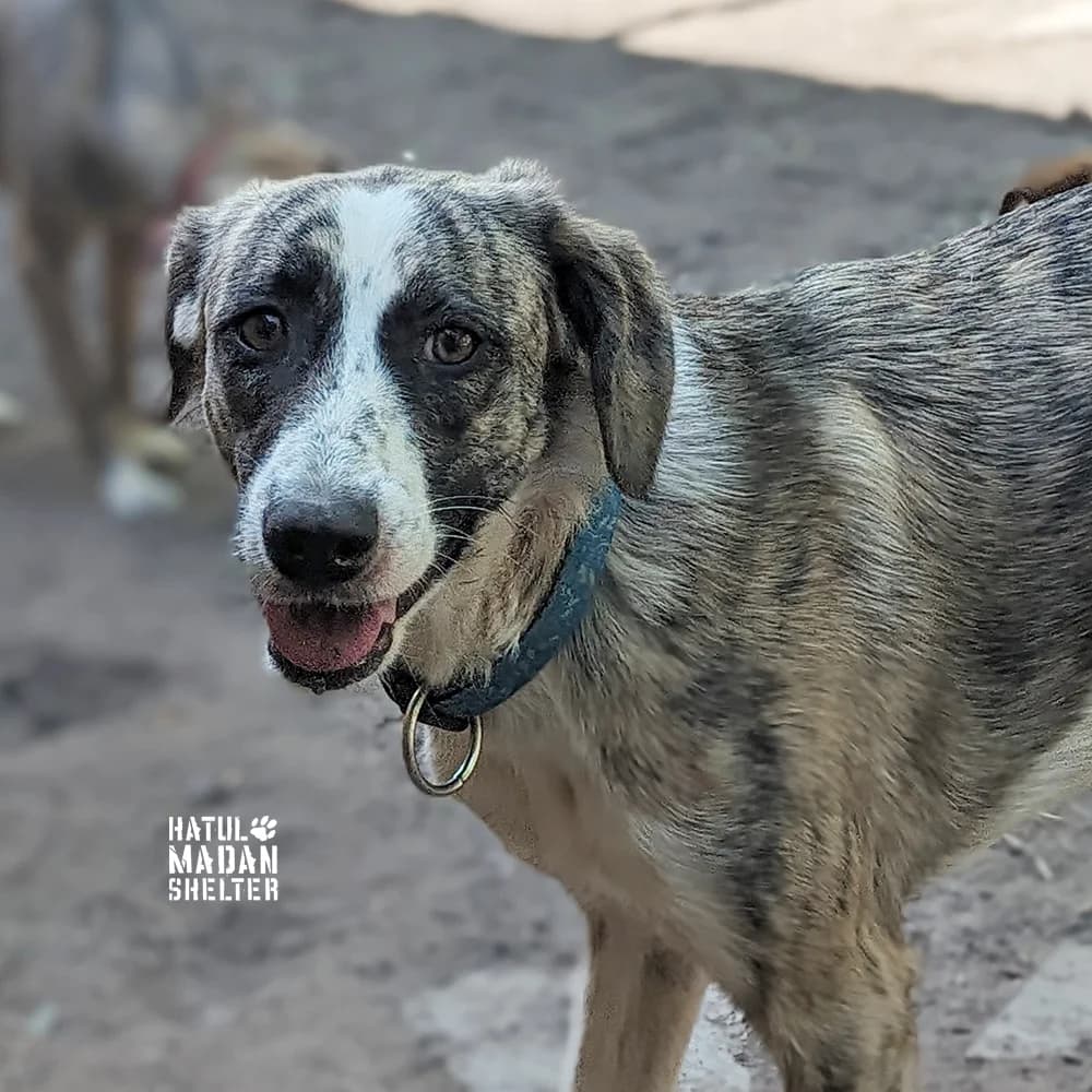Sobaka Afina, 1.5 roki (Собака Афіна, 1.5 роки), Mixed Breed for adoption at Hatul Madan Animal Shelter