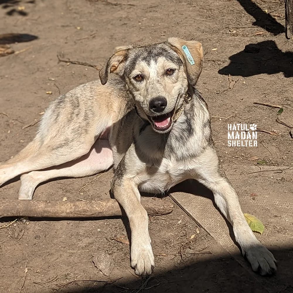 Sobaka Aza, 1.5 roki (Собака Аза, 1.5 роки), Mixed Breed for adoption at Hatul Madan Animal Shelter