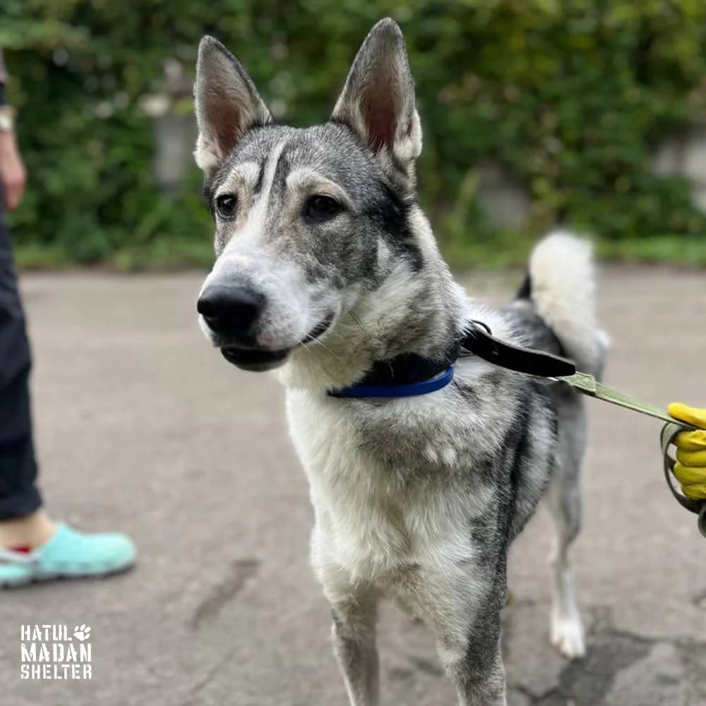 Sobaka Elza, 3 roki (Собака Ельза, 3 роки), Mixed Breed for adoption at Hatul Madan Animal Shelter