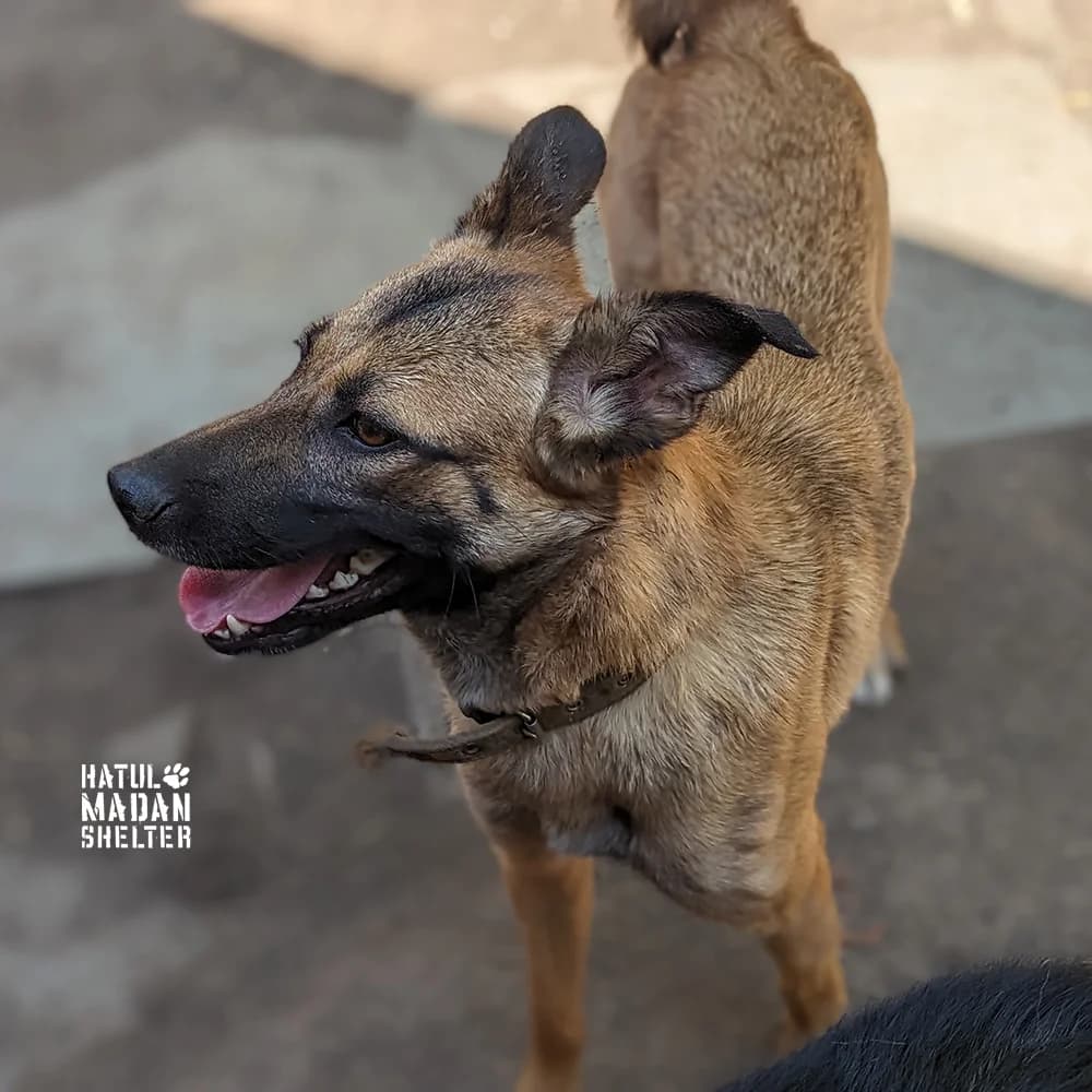 Fabi (Фабі), Mixed Breed for adoption at Hatul Madan Animal Shelter