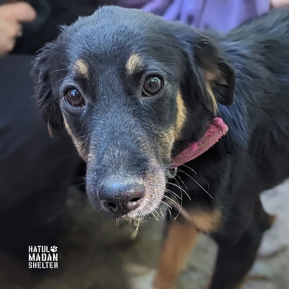 Sobaka Frodo, 1 rik 3 misyatsi (Собака Фродо, 1 рік 3 місяці), Mixed Breed for adoption at Hatul Madan Animal Shelter