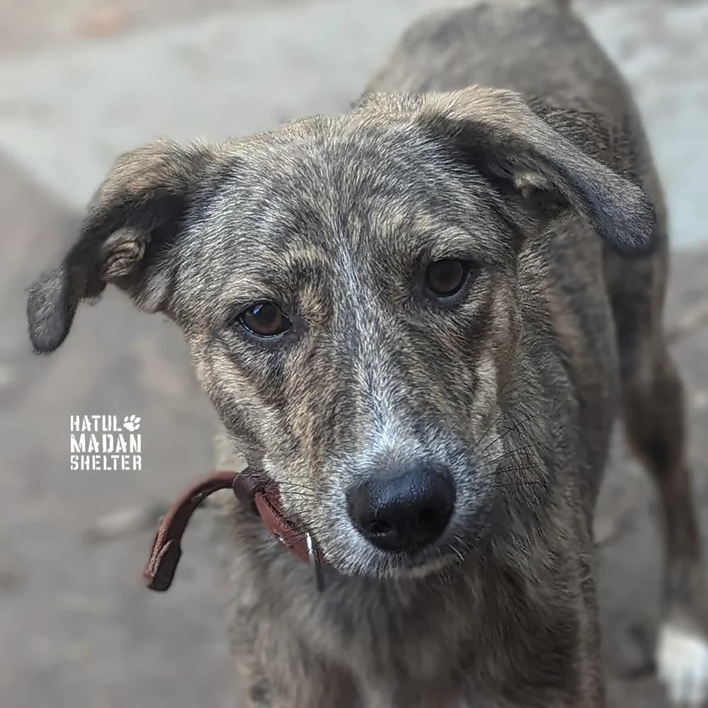 Izabella (Ізабелла), Mixed Breed for adoption at Hatul Madan Animal Shelter