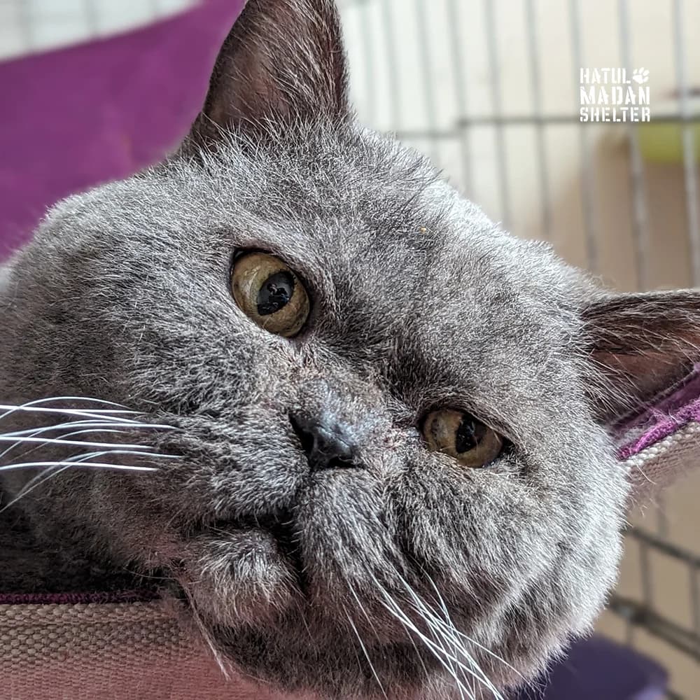 Dzhonni Kesh (Джонні Кеш), male 4yo Mixed Breed for adoption at Hatul Madan Animal Shelter