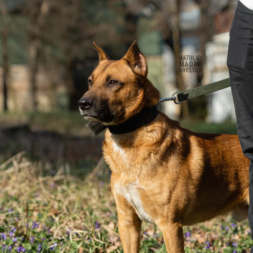 Sobaka Malish, 5 rokiv (Собака Малиш, 5 років), Mixed Breed for adoption at Hatul Madan Animal Shelter