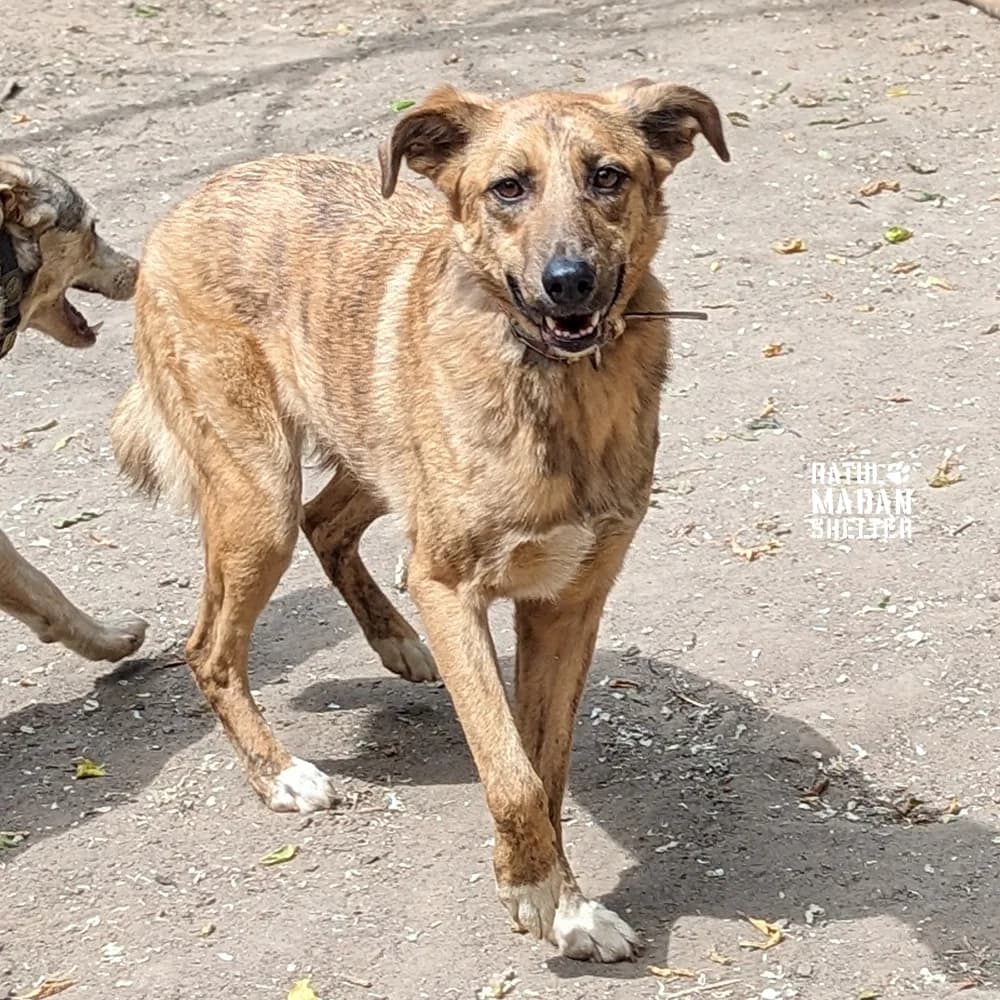 Margo (Марго), female 4yo Mixed Breed for adoption at Hatul Madan Animal Shelter