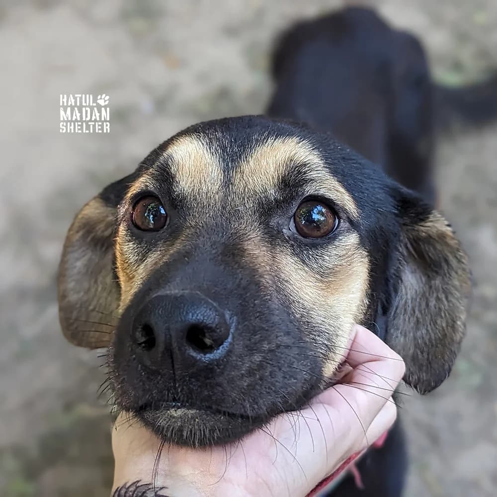Sobaka Meri, 1 rik 3 misyatsi (Собака Мері, 1 рік 3 місяці), Mixed Breed for adoption at Hatul Madan Animal Shelter