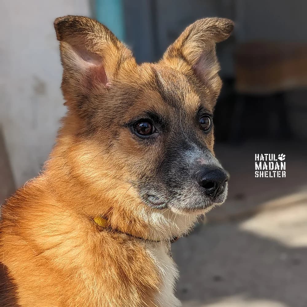 Makkleyn (Макклейн), male 4yo Mixed Breed for adoption at Hatul Madan Animal Shelter