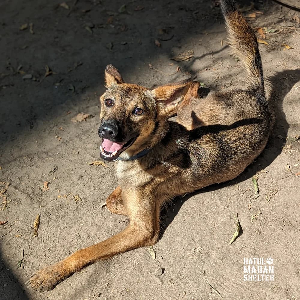 Sobaka Rita, 1 rik (Собака Ріта, 1 рік), Mixed Breed for adoption at Hatul Madan Animal Shelter
