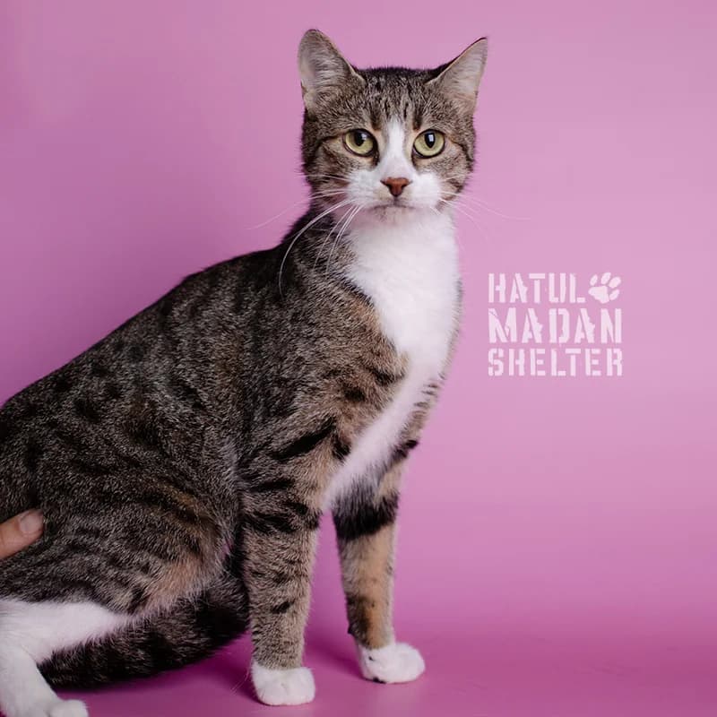 Siri (Сірі), Mixed Breed for adoption at Hatul Madan Animal Shelter
