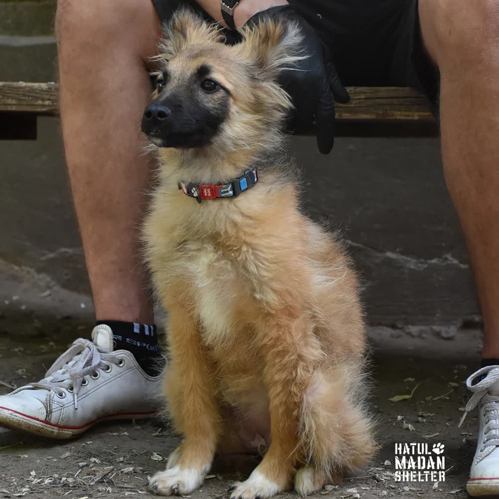 Talya (Таля), Mixed Breed for adoption at Hatul Madan Animal Shelter